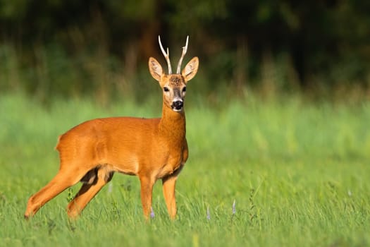 Dominant roe deer, capreolus capreolus, buck looking around on a green meadow in summer nature. Male mammal with orange fur and antlers facing camera from side view with copy space.