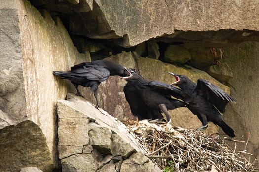 Adult common raven, corvus corax, feeding chicks on a nest in rocky cliff. raven breeding cliff. Wild bird with black feathers breeding in mountains in summer. Animal wildlife in nature.