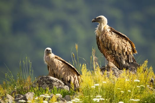 Two griffon vultures, gyps fulvus, resting on rock on edge of mountain peak. Wild birds with long neck and strong beak perched in summer nature with blurred background.