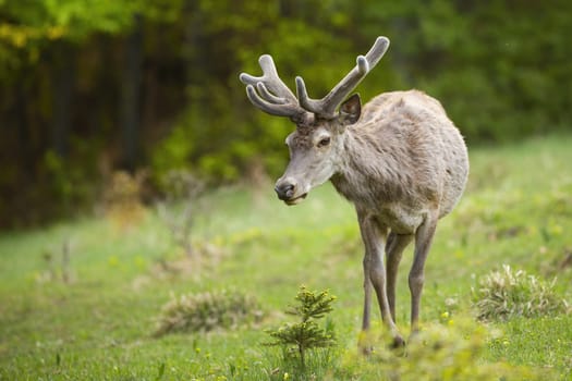 Red deer, cervus elaphus, stag approaching from front on meadow in summer nature. Low angle view of animal with antlers walking forward with copy space.