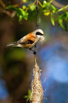 European penduline tit, remiz pendulinus, holding grass in beak and building hanging nest on a tree. Wild bird constructing place for breeding on a twig in vertical composition.