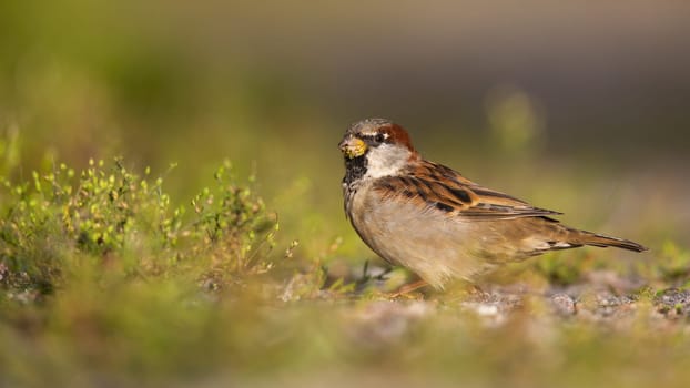 Small house sparrow, passer domesticus, male sitting on a gravel road and feeding on green grass at sunrise. Little bird in summer nature with copy space.