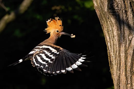 eurasian hoopoe, upupa epops, flying and holding a nymph of bug in beak in forest at sunset from side view. Bird with orange and brown feathers hovering in air with black and white striped wings.