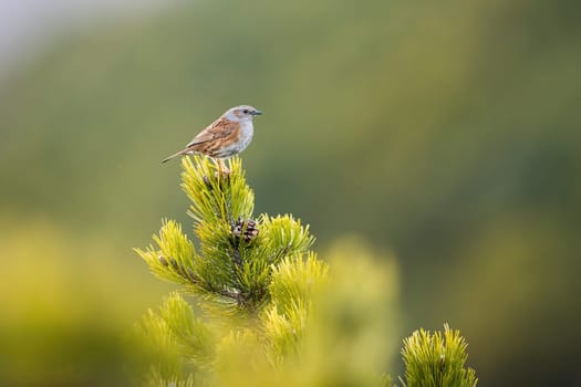 Dunnock, prunella modularis, sitting on top of scrub branch with green needles in summer nature. Passerine bird with brown and gray feathers perched on dwarf pine in mountains.