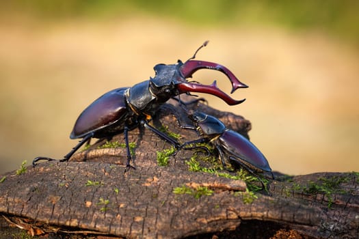 Male and female stag beetle, lucanus cervus, standing together on tree trunk in summer. Large black insects with antlers close to each other on sunny evening in nature.