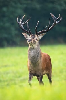 Majestic red deer, cervus elaphus, stag with large dark antlers walking forward on meadow with green grass in nature. Massive wild mammal approaching from front view.