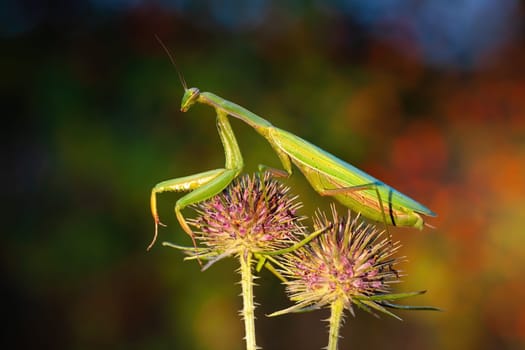 european mantis, mantis religiosa, standing on two blooming heads of thistle in summer at sunset. Green insect with long legs and antennas clinging on plant.