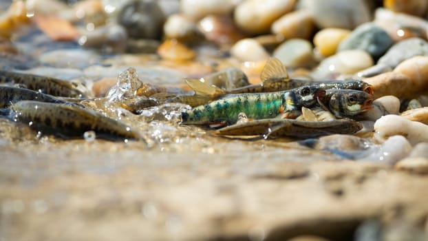 Common minnow, phoxinus phoxinus, reproducing on gravel in summer nature. Colorful freshwater fish in process of fertilizing eggs on riverbank. Underwater animal species breeding.