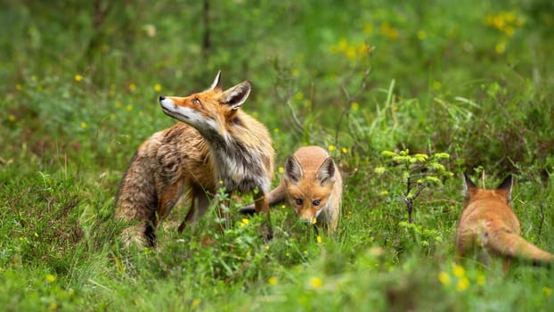Protective red fox, vulpes vulpes, mother guarding her playing cubs on green glade in nature. Furry mammal predator looking upwards in summer forest.