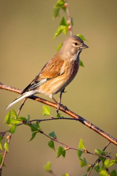Female common linnet, linaria cannabina, perched on tree twig in vertical composition in spring at sunrise. Song bird sitting on branch with green leafs and looking into camera.