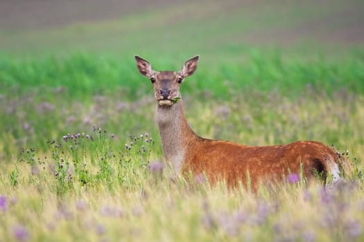 Alert red deer, cervus elaphus, hind standing on green field and looking into camera in summer nature. Attentive female mammal with brow fur on field from side view.