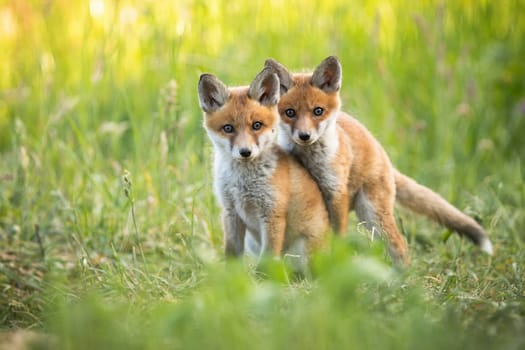 Cute red fox, vulpes vulpes, cub playing on green grass and looking into camera in summer nature. Adorable young wild mammals in wilderness from front view.