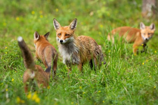Red fox, vulpes vulpes, family with mother and three cubs hunting and playing on a glade in summer. Protective female mammal guarding her offspring while exploring forest.