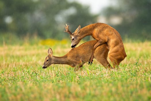 Intimate mating behavior of roe deer, capreolus capreolus, in rutting season. Pair of wild mammals with orange fur copulating in summer nature from low angle view.