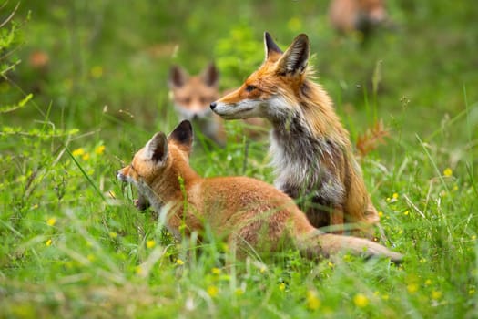 Four member family of fox, vulpes vulpes, grazing on the forest clearing. Group of foxes in the wilderness. Female fox and her little cubs on the walk. Wild animals and their natural behaviour.