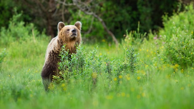 Interested brown bear, ursus arctos, sniffing for scents on meadow and hiding behind bush. Animal wildlife scenery with alert mammal in summer nature.