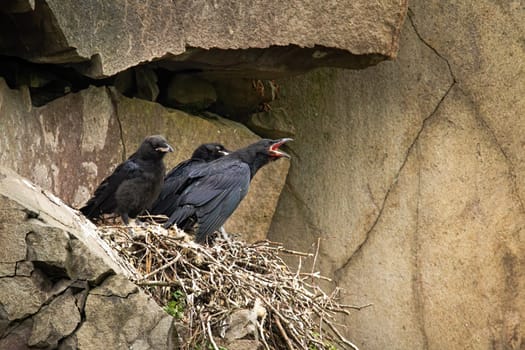 Common raven, corvus corax, juvenile chicks sitting on nest in mountainside and waiting to be fed. Young bird with dark black feathers calling with open beak in rocky nature environment.