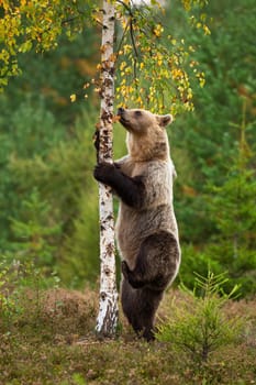 Female brown bear, ursus arctos, climbing thin birch on heathland in autumn nature. Furry wild animal standing erected on rear legs in upright position by tree. Mammal in wilderness.