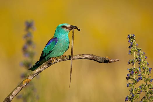 European roller, coracias garrulus, sitting between flowers and holding dead grass snake in summer from side view. Wild bird perching in nature at sunrise.