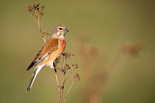 Male common linnet, linaria cannabina, resting on a plant on meadow in summer at sunset from side view with copy space. Passerine bird looking into camera in the evening lit by sun.