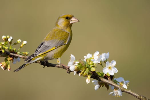 Attentive european greenfinch, chloris chloris, male on a perch with blossoming white flowers in spring. Garden bird on a tree from side view. Animal wildlife in nature.