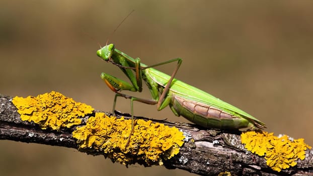 European mantis, mantis religiosa, standing on a branch with yellow moss and looking into camera in summer at sunset. Animal wildlife in nature. Green insect with antennas from side view.