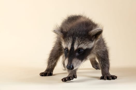 Raccoon (Procyon lotor),frontal,juvenile,captive,8 weeks,studio recording