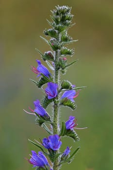 Macro Blue viper Echium vulgare