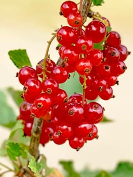 red currant, closeup of the ripe berries