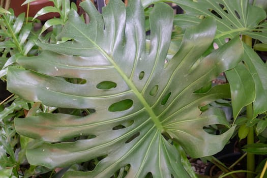 Beautiful green leaves plant in resort garden, stock photo