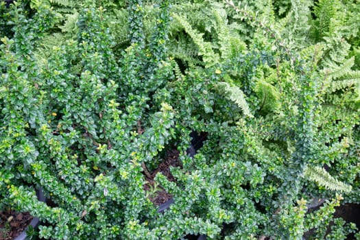 Beautiful green leaves plant in resort garden, stock photo