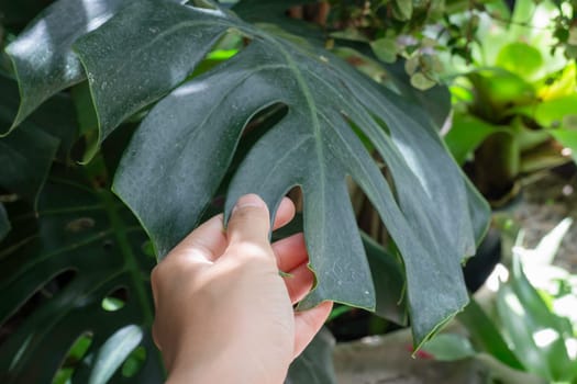 Beautiful green leaves plant in resort garden, stock photo