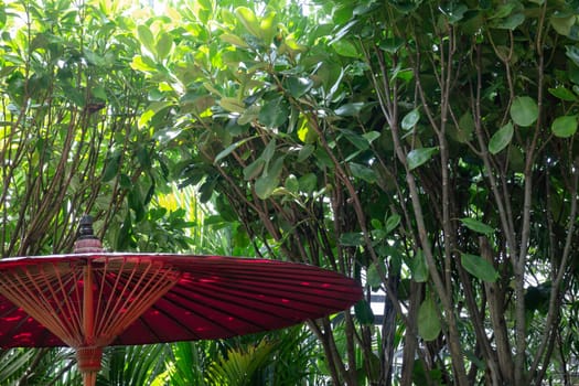 Beautiful green leaves plant in resort garden, stock photo