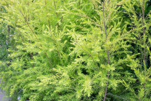 Beautiful green leaves plant in resort garden, stock photo