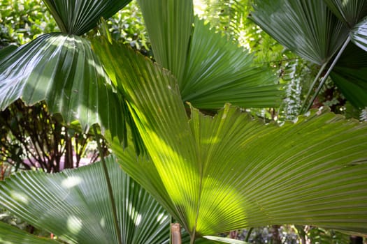 Beautiful green leaves plant in resort garden, stock photo