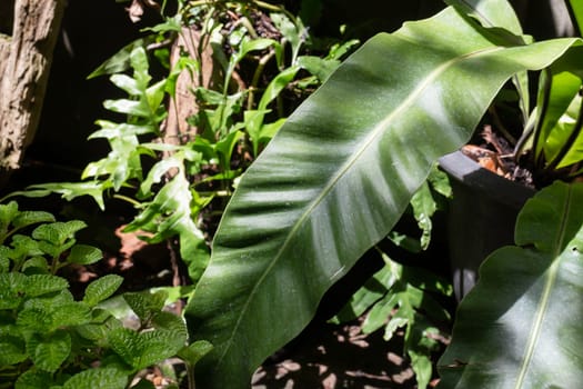 Beautiful green leaves plant in resort garden, stock photo