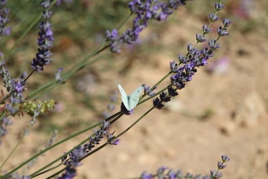 beautiful lavender field photographing smell butterfly flowers color