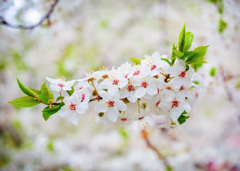 Blooming tree with white tender flowers. Spring blossom. Shallow depth of field. Selective focus.