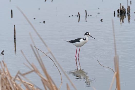 Black Necked Stilt in a Wetland Pond in the Anahuac National Wildlife Refuge in Texas