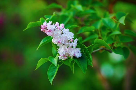 Blossoming lilac branch. Spring blooming lilac flowers and green leaves. Shallow depth of field. Selective focus.