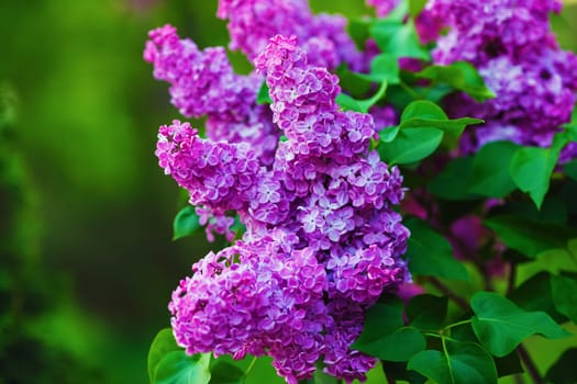Spring lilac flowers. Lilac blooms in the garden. Selective focus.