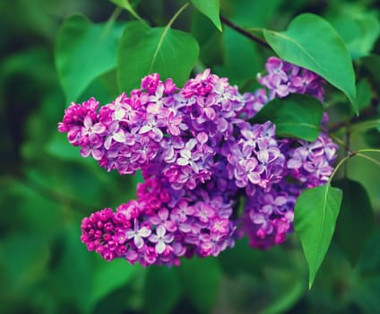 Blossoming lilac branch. Spring blooming lilac flowers. Shallow depth of field. Selective focus.