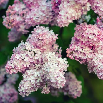 Branch of pink lilac flowers. Shallow depth of field. Selective focus.