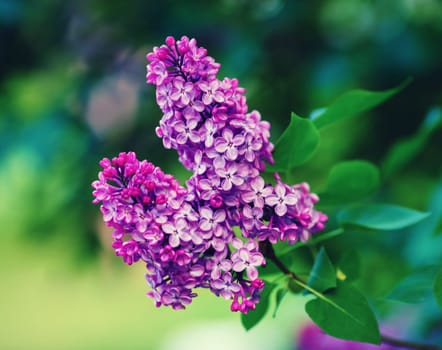 Spring lilac flowers. Purple lilac branch in the garden. Shallow depth of field. Selective focus.