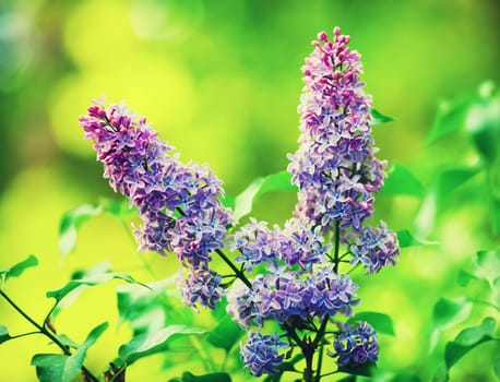 Blossoming lilac flowers in the garden. Shallow depth of field. Selective focus.