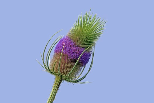 Wild carding Dipsacus fullonum