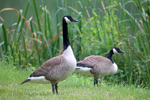 A pair of Canada geese Branta canadensis