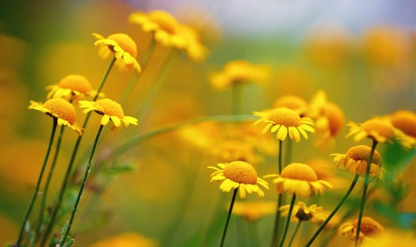 Yellow camomile flowers. Beautiful meadow flowers. Shallow depth of field. Selective focus.