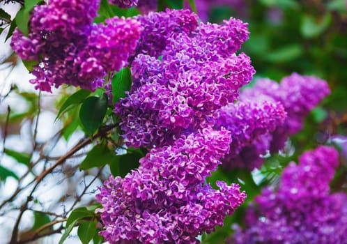 Purple lilac flowers in the garden. Shallow depth of field. Selective focus.