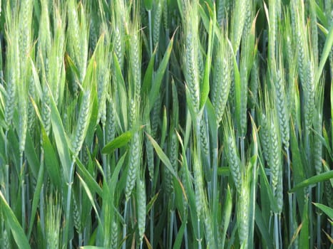 field beautiful green cereal spikes natural food